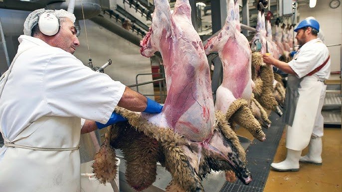 Lamb Processing Plant